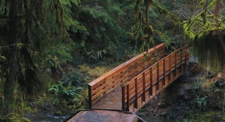 Quinault Rain Forest image