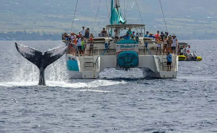 Sailboat Cruises & Catamarans