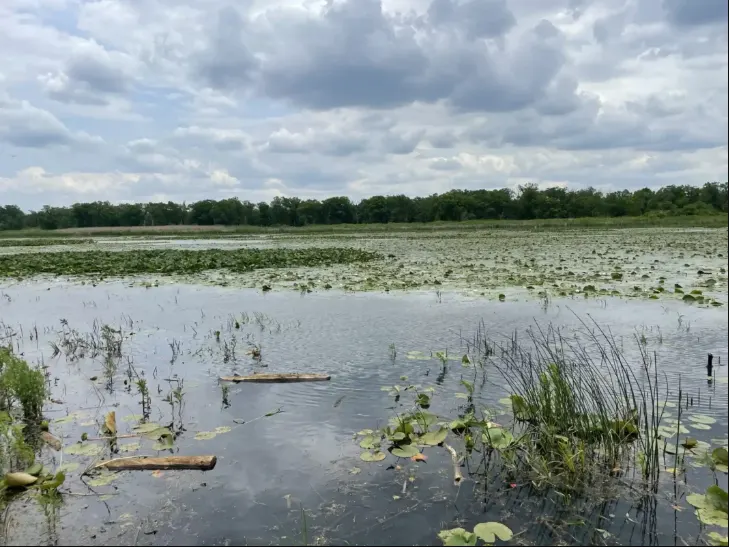 Wetlands and Forests-body-img