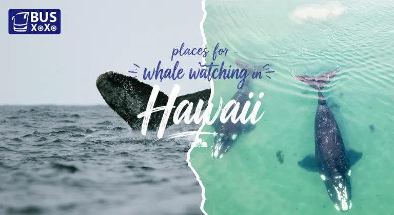 Whale watching in Hawaii