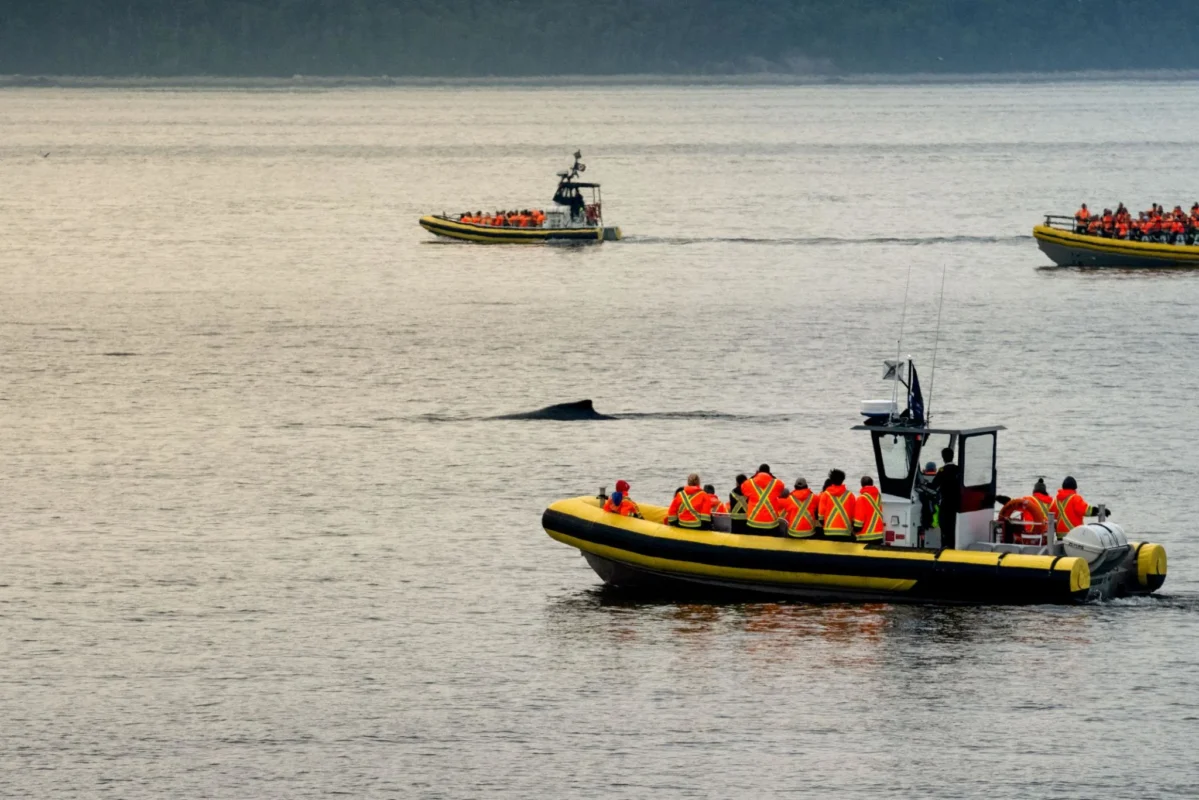 Zodiac Boat Tours